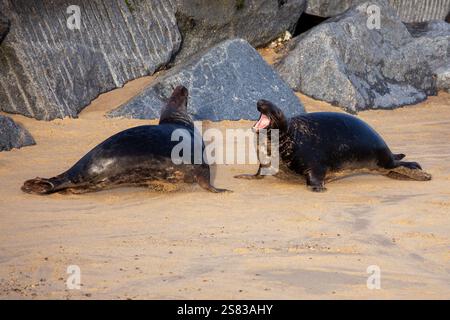 Norfolk UK Robben kämpfen am Strand mit jungen Jungtieren während der Paarungszeit Stockfoto