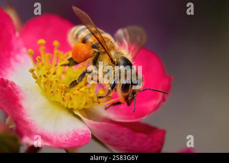 Honigbiene mit gefülltem Pollenkorb auf einer Blume der rambler Rose American Pillar Stockfoto