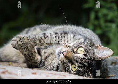 Katze im Garten, die dich anstarrt Stockfoto