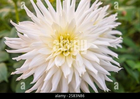 Weiße Dahlienblume in voller Blüte Stockfoto