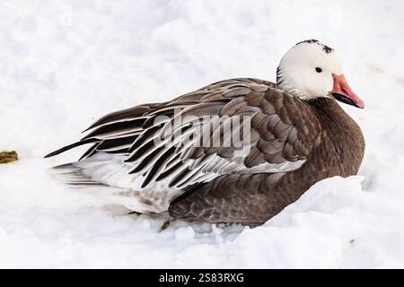 Eine Ente liegt auf dem Schnee. Die Ente ist braun und weiß. Der Schnee ist weiß und der Boden ist mit Schnee bedeckt Stockfoto