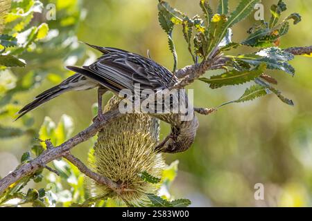 Australischer Roter Wattle Vogel Fütterung an Säge Banksia Blume Stockfoto