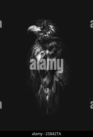 Nahaufnahme eines jungen Weißkopfseeadlers (Haliaeetus leucocephalus) , Rückansicht, schwarz-weiß, monochrom, dunkle Stimmung, vertikal Stockfoto