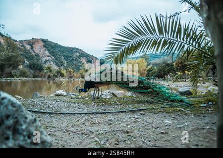Ein Pfau mit grünem und blauem Gefieder steht in der Nähe des Wassers, umgeben von Felsen, kargen Pflanzen, einer Palmenwede und Hügeln mit freiliegenden Felsformationen. Stockfoto