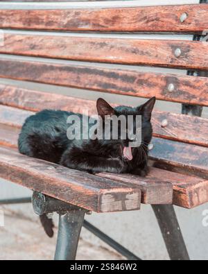 Eine schwarze Katze liegt auf einer abgenutzten Holzbank mit Metallstützen, mitten im Gähnen oder Miau. Der Hintergrund ist schlicht und neutral und betont die dynamische Haltung. Stockfoto