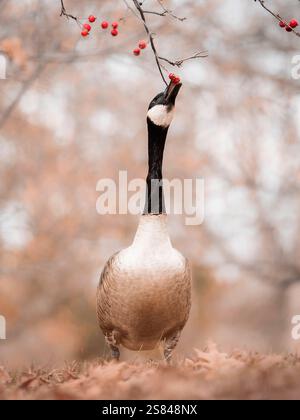 Eine Kanadas-Gans, die sich bis zu den Beeren eines Zweiges erstreckt, umgeben von sanften Herbsttönen und gefallenen Blättern. Stockfoto