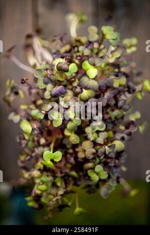 Gruppe von Mikrogrün mit herzförmigen Blättern und dynamischen Stielen, mit leuchtenden Grün- und Violetttönen vor einem verschwommenen Holzhintergrund. Stockfoto