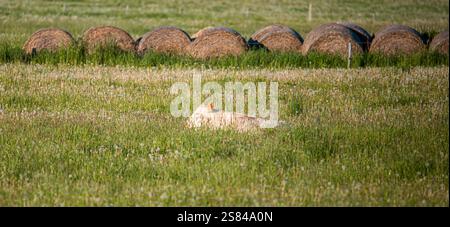 Eine Kuh liegt in hohem Gras, umgeben von Wildblumen, mit großen runden Heuballen, die teilweise im Hintergrund eines ländlichen Feldes sichtbar sind. Stockfoto