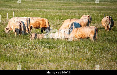 Helle Kühe und Kälber grasen und ruhen sich in einem grasbewachsenen Feld mit Löwenzahn unter warmem goldenem Licht aus. Zaunpfosten deuten auf eine ländliche Umgebung hin. Stockfoto