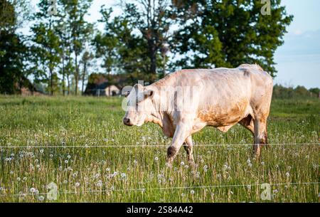 Eine weiße Kuh läuft durch ein grasbewachsenes Feld mit Löwenzahn, umgeben von einem Drahtzaun. Im ländlichen Hintergrund sind Bäume und eine kleine Struktur zu sehen. Stockfoto