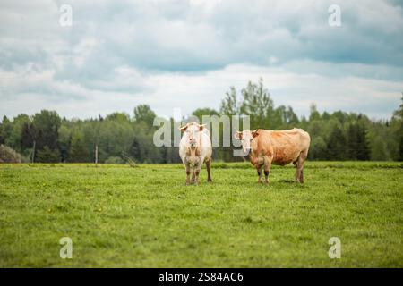 Zwei hellbraune Kühe stehen nebeneinander auf einem offenen grasbewachsenen Feld unter bewölktem Himmel, mit dichtem Wald im Hintergrund und ohne sichtbare Strukturen. Stockfoto