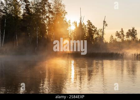 Ein nebeliger Sonnenaufgang beleuchtet ein ruhiges Gewässer mit hohen Bäumen und Birken entlang der Küste. Goldenes Licht filtert durch den Nebel und reflektiert o Stockfoto