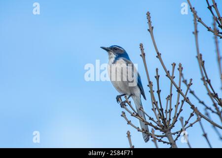 Ein California Scrub Jay, der in trockenen Zweigen sitzt und einen blauen Himmel hat. Stockfoto