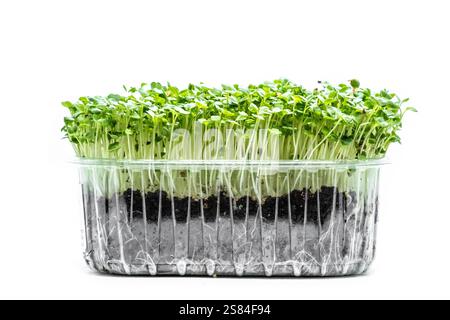 Eine dichte Gruppe grüner Mikrogrün mit feinen Stängeln und kleinen Blättern wächst in dunklem Boden in einem klaren Kunststoffbehälter auf weißem Hintergrund. Stockfoto
