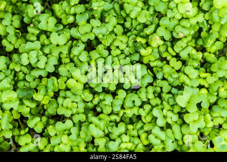 Detaillierte Ansicht von dicht gepackten Microgreens mit kleinen, herzförmigen Blättern, die ihre leuchtende grüne Farbe und ihr gesundes Wachstum zeigen. Stockfoto