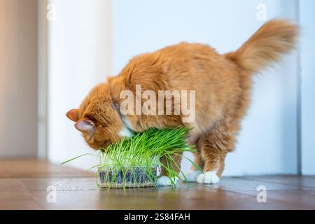 Eine Ingwerkatze mit weißen Pfoten lehnt sich nach unten, um frisches Gras in einem minimalistischen Innenraum mit hellen Wänden und einem leicht beleuchteten Eingang zu knabbern. Stockfoto