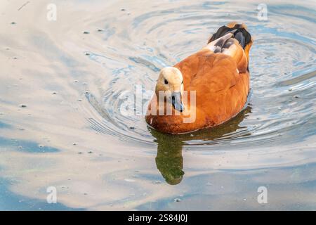 Ruddy Shelduck, oder rote Ente, lat. Tadorna ferruginea, Schwimmen auf einem See. Es ist Wasservögel Familie von Enten, ähnlich wie die gemeinsame. Der Vogel hat einen Orang Stockfoto