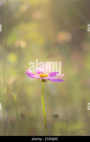 COSMOS bipinnatus, auch als Gartenkosmos, mexikanischer Aster oder Cosmea bezeichnet, ist eine mittelgroße blühende krautige Pflanze aus der Familie der Gänseblümchen Astera Stockfoto