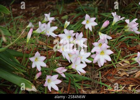Strauß aus weißem malvenfarbenen lila goldgelben Blüten über einem Bett aus Blättern und Stroh Stockfoto