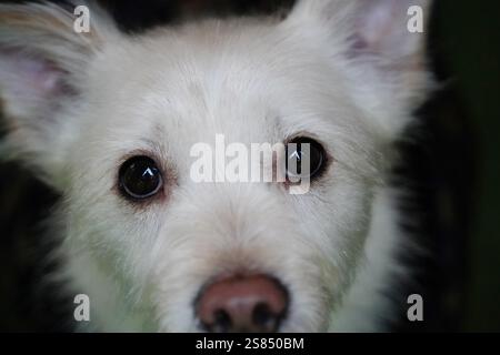 Porträt eines weißen Hundes mit schwarzen Augen, Nahaufnahme Stockfoto