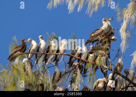 Rotfüßige Booby auf der Bird Island auf den Seychellen Stockfoto