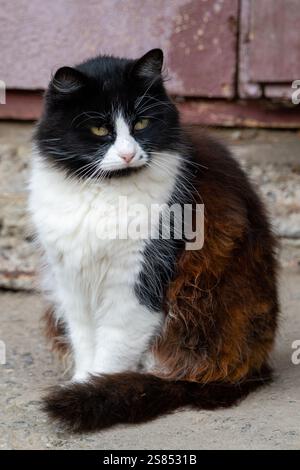 Eine schwarz-weiße Katze sitzt ruhig auf einer Steinoberfläche in einer ländlichen Gegend. Die Katze hat ein flauschiges Fell mit einer Mischung aus Farben und hellen Augen, die ihre s beobachten Stockfoto