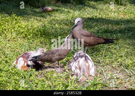 Noddies auf dem Rasen auf Bird Island, Seychellen Stockfoto