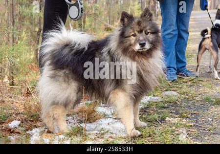 Hund der Rasse Keeshond, der deutsche Wolfspitz auf der Straße am sonnigen Sommertag. Porträts eines Hundes auf einem Spaziergang im Park Stockfoto