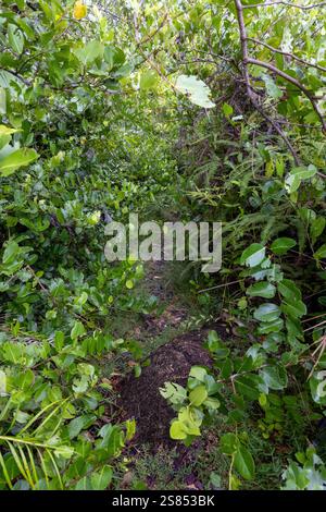 Wanderweg durch dichten Wald auf Praslin, Seychellen Stockfoto