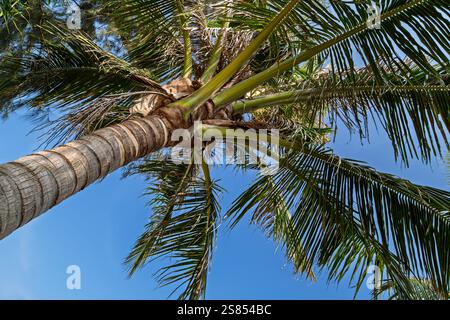 Flacher Blick auf eine einzelne üppige Palme vor klarem blauem Himmel an einem sonnigen Tag. Natürliche tropische Reise und Urlaub Hintergrund. Stockfoto