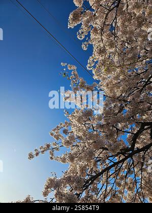 Ein blühender Kirschbaum vor dem blauen Himmel Stockfoto
