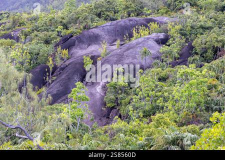 Bäume wachsen zwischen typischen Felsen auf Mahé, Seychellen Stockfoto