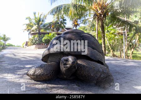 Aldabra Gian Schildkröte liegt auf einer Straße auf La Dique, Seychellen Stockfoto