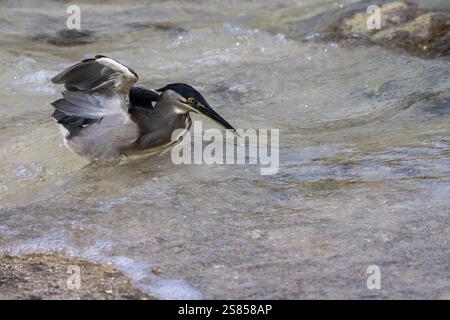 Jagd auf Mangrovenreiher am Strand von La Dique, Seychellen Stockfoto