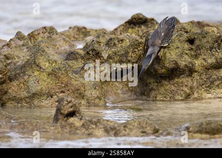 Jagd auf Mangrovenreiher am Strand von La Dique, Seychellen Stockfoto