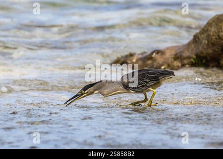 Jagd auf Mangrovenreiher am Strand von La Dique, Seychellen Stockfoto