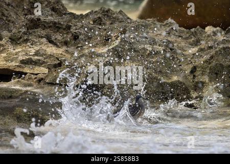 Jagd auf Mangrovenreiher am Strand von La Dique, Seychellen Stockfoto