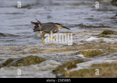 Jagd auf Mangrovenreiher am Strand von La Dique, Seychellen Stockfoto