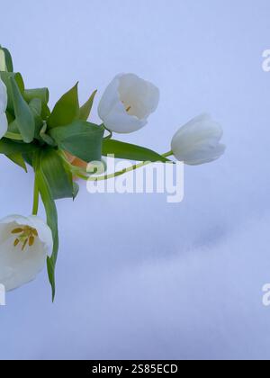Weiße Tulpen in einer gelben Vase auf Schnee Stockfoto