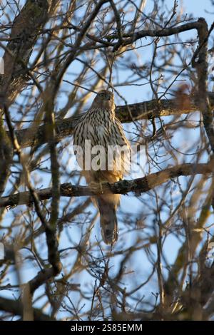 Juveniler Nördlicher Goshawk (Accipiter gentilis) an einem Ast im Wald Stockfoto