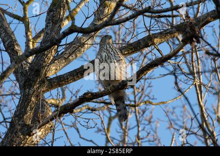 Juveniler Nördlicher Goshawk (Accipiter gentilis) an einem Ast im Wald Stockfoto