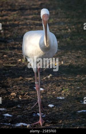Sibirischer Kranich (Grus Leucogeranus), auch bekannt als der Schnee-Kran. Tierwelt Tier. Stockfoto