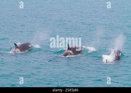 Eine kleine Horde Killerwale (Orcinus Orca) vor der Küste der Insel Südgeorgien im südlichen Ozean Stockfoto