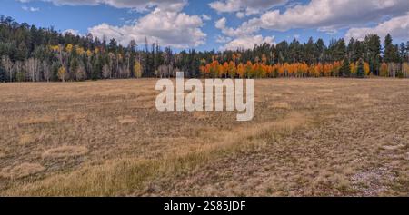 Laubbäume mit gelben und orangen Herbstfarben gemischt mit grünen Kiefern, Kaibab National Forest, Arizona, Vereinigte Staaten von Amerika Stockfoto