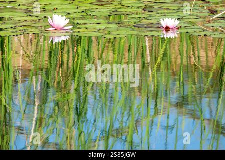Seerosen in einem Teich, Val d'Orcia, Toskana, Italien Stockfoto