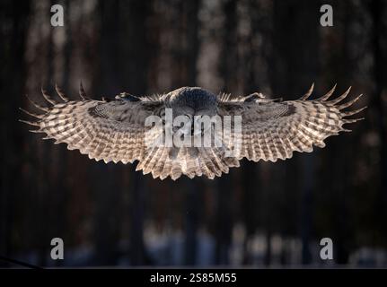 Großgraue Eule (Strix nebulosa) im Flug, Finnland Stockfoto