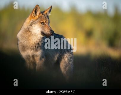 Wilder Grauer Wolf (Canis Lupus Lupus), Finnland Stockfoto