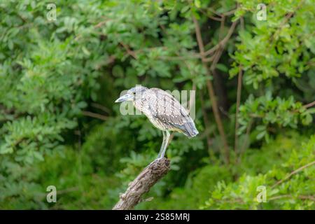Junger gelbgekrönter Nachtreiher (Nyctanassa Violacea), Watvogel in Amerika, der sich von Krustentieren, Bermuda und Atlantik ernährt Stockfoto