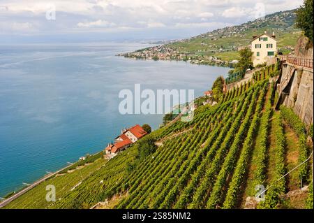Le Dezaley, Weinberrassen von Lavaux zwischen Epesses und Rivaz am Ufer des Lemansees, in der Nähe von Lausanne, Kanton Waadt, Schweiz Stockfoto
