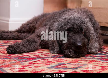 Ein wunderschöner schwarzer, langhaariger Labradoodle-Hund, der auf einem Teppich liegt Stockfoto